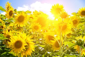 Sun in sunflower field