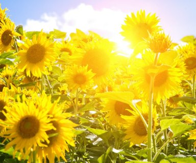 Sun in sunflower field